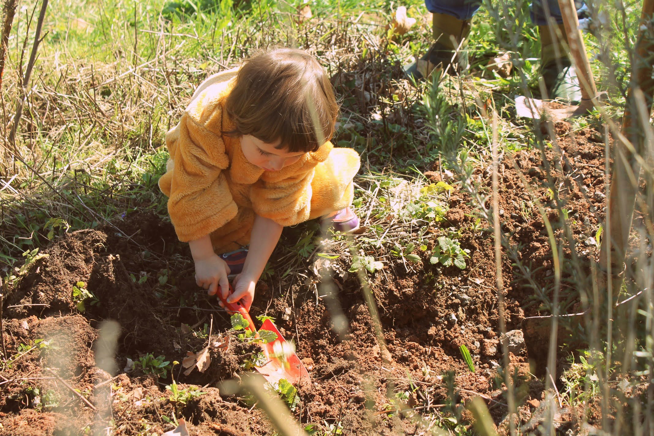 Bosque comestible - Amphibia Kids