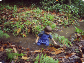 Descubriendo el otoño en el bosque