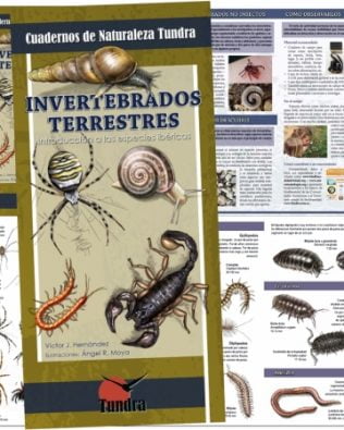 Cuadernos de Naturaleza Tundra nº16: Invertebrados terrestres