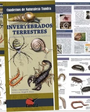 Guías desplegables Tundra nº16 – Invertebrados terrestres (2ª ed.)