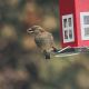 Pack «Conociendo las aves»