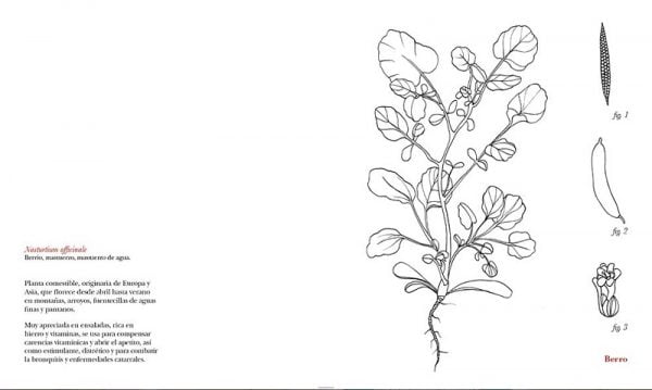 Cuaderno para colorear - Herbarius - Imagen 5