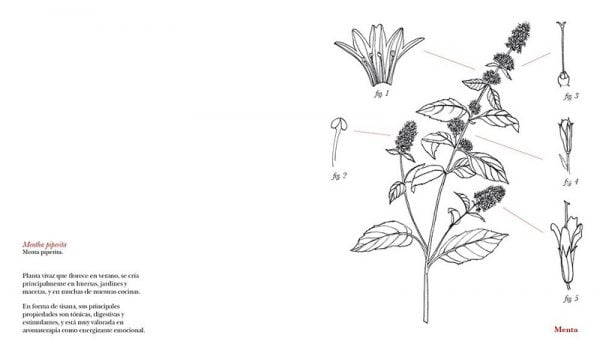 Cuaderno para colorear - Herbarius - Imagen 3