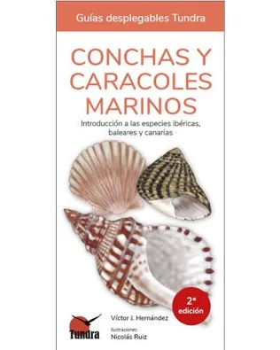 Guías Desplegables Tundra nº18 – Conchas y caracoles marinos