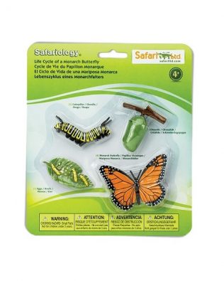 Ciclo de vida de la Mariposa monarca. Safari