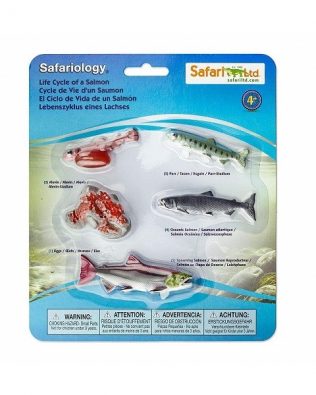 Ciclo de vida de un salmón. Safari
