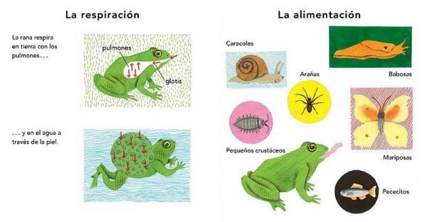 Maravillas de la Naturaleza: la rana - Bernadette Gervais (cast/cat) - Imagen 4