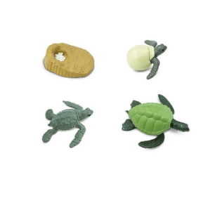 Ciclo de vida de una tortuga. Safari