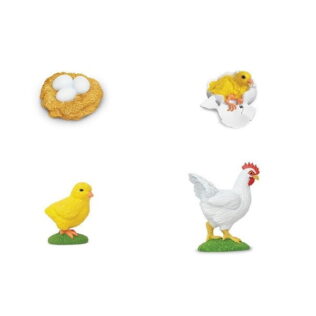 Ciclo de vida de una gallina. Safari