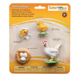 Ciclo de vida de una gallina. Safari
