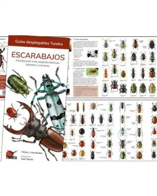Guías desplegables Tundra nº48 – Escarabajos