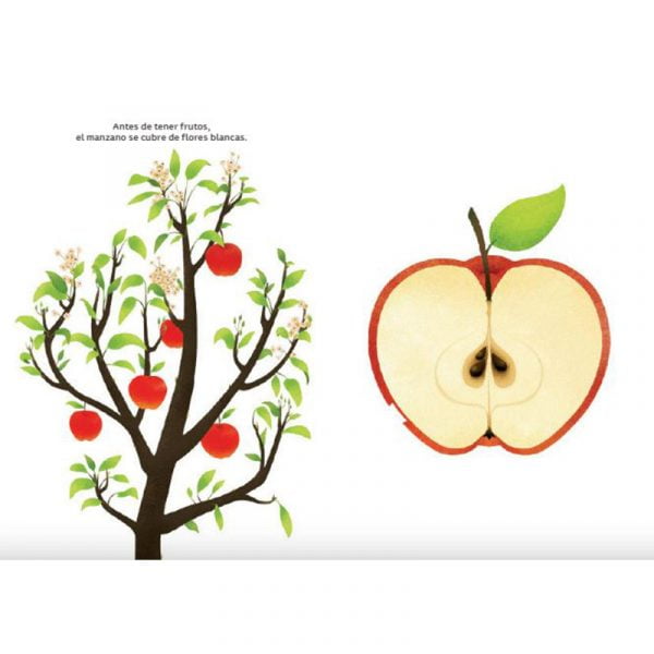 interior del libro de clara corman titulado frutas de temporada