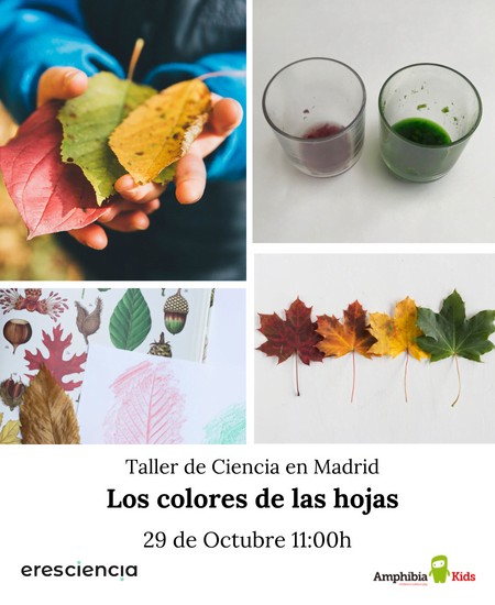 Taller eres ciencia amphibia kids