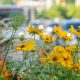 Barrios que florecen, una iniciativa de Te Estoy Poniendo Verde en Madrid