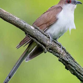 Reclamo artesanal de aves – Cuco piquinegro