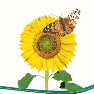 La magia de la transformación – Memorias de una mariposa no voladora | Astrid Vargas