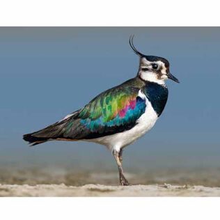 Reclamo artesanal de aves – Avefría