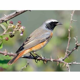 Reclamo artesanal de aves – Colirrojo real