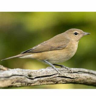 Reclamo artesanal de aves – Curruca mosquitera