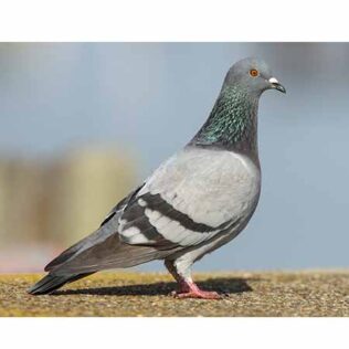 Reclamo artesanal de aves – Paloma bravía