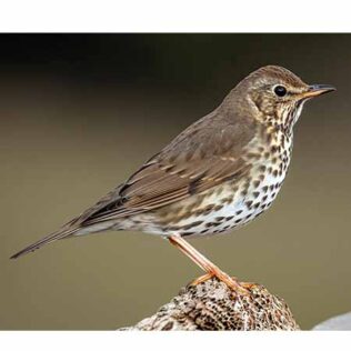 Reclamo artesanal de aves – Zorzal