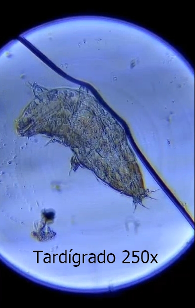 Tardígrado visto a 250x con un microscopio Carson Microflip