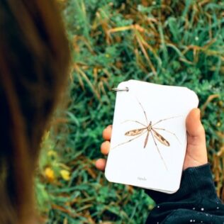 Fíjate: insectos – La guía de bolsillo más sorprendente para observar insectos en familia