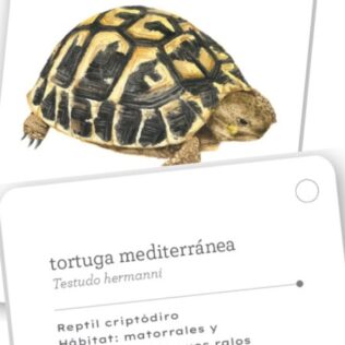 Fíjate: reptiles y anfibios – cartas para aprender a reconocer anfibios y reptiles