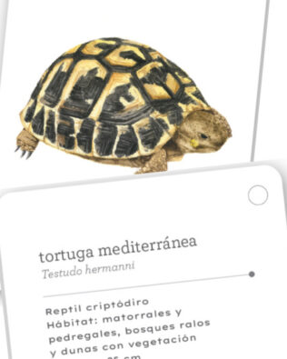 Fíjate: reptiles y anfibios – cartas para aprender a reconocer anfibios y reptiles