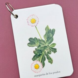 Fíjate: flores silvestrers – tarjetas de excursión para aprender a reconocer las flores silvestres