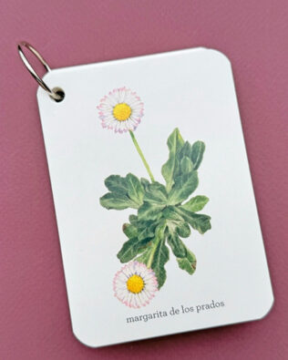 Fíjate: flores silvestrers – tarjetas de excursión para aprender a reconocer las flores silvestres